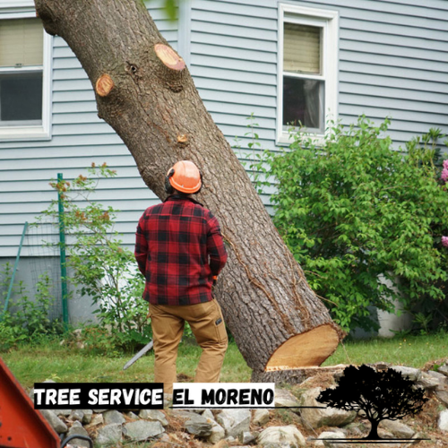 tree removal moreno valley