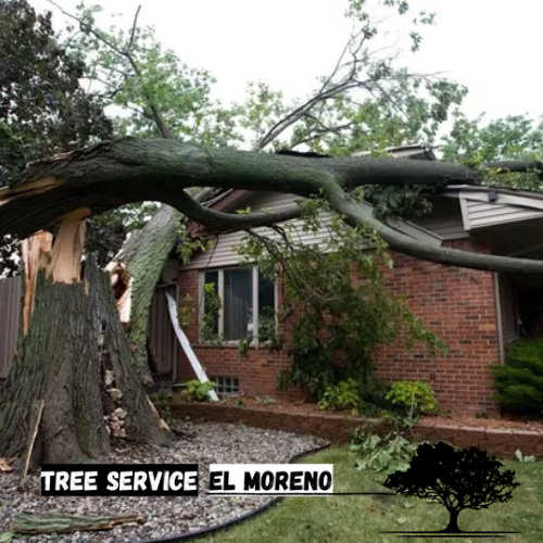 emergency tree removal in moreno valley