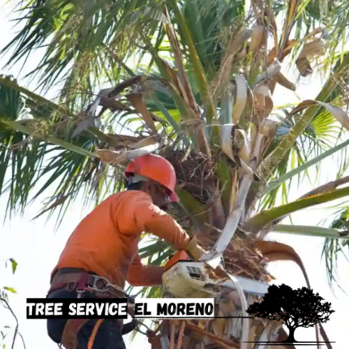 palm trimming moreno valley ca